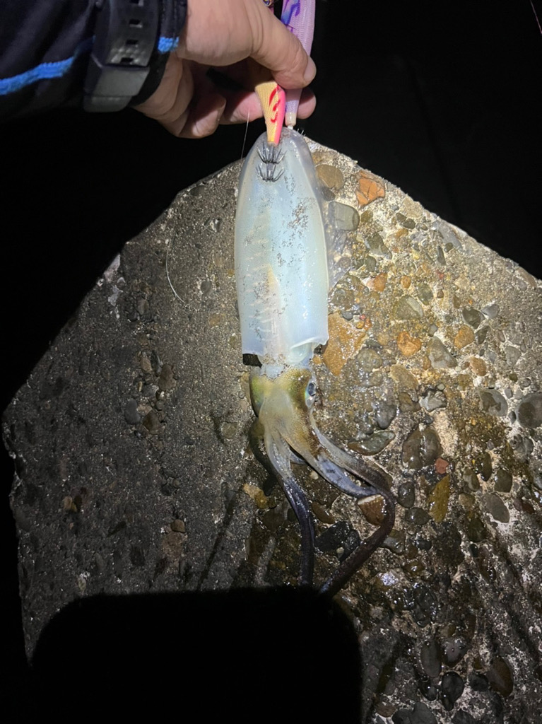 ナイトエギング