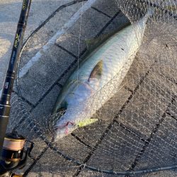 昨日はバラし。今朝はメジロ64cmリベンジ。。