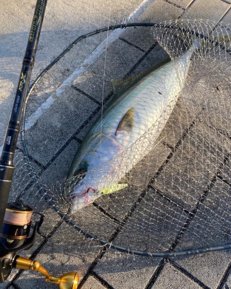 昨日はバラし。今朝はメジロ64cmリベンジ。。