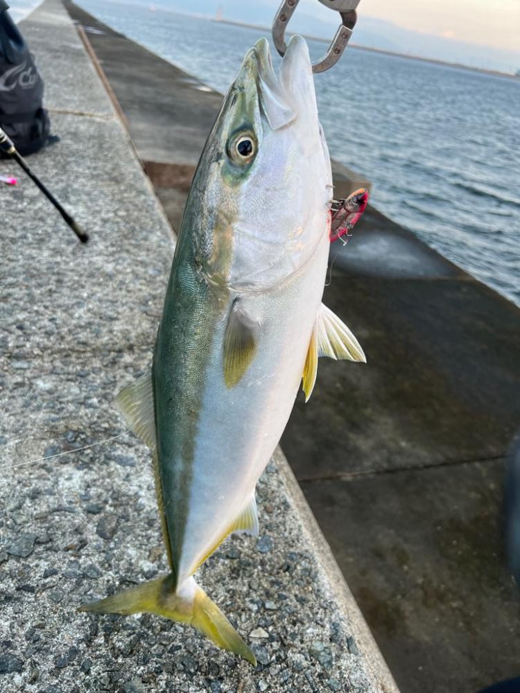 ビッグバッカーしか