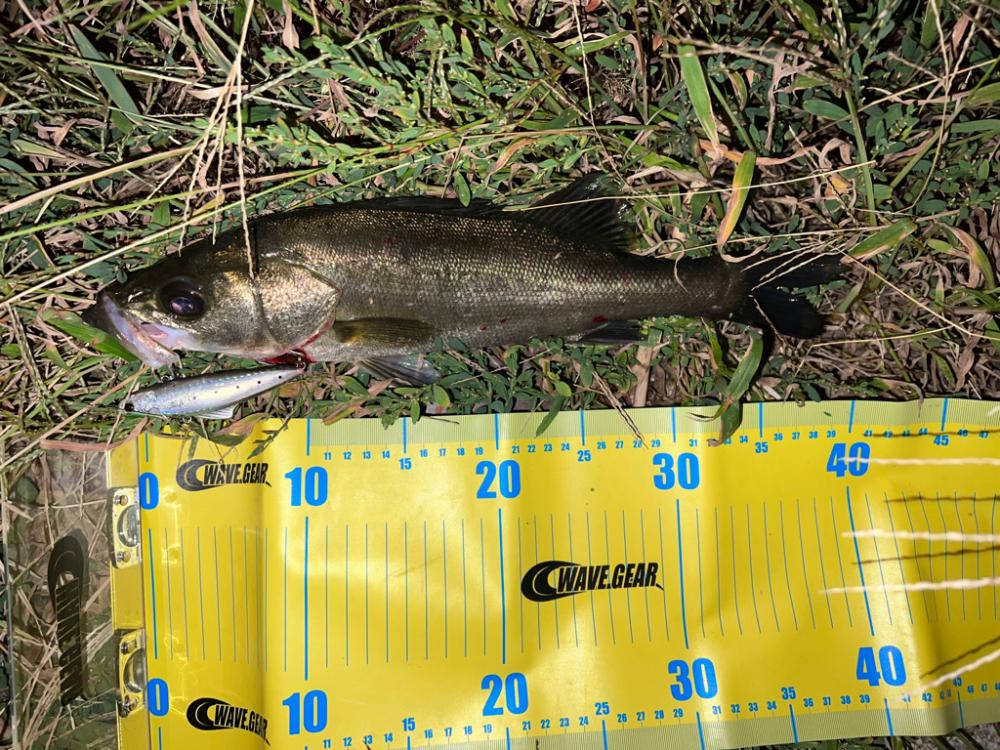 バイブレーションジャーク！