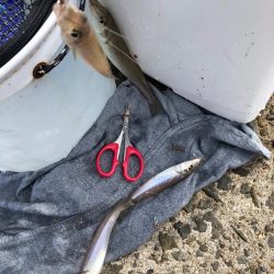 がまかつ公式投稿4 泉南キス