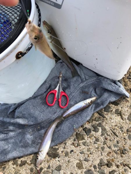 がまかつ公式投稿4 泉南キス