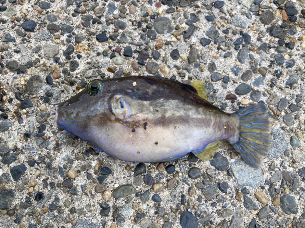 やった！カワハギ釣れた(^^)v