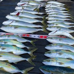 ジギング　ノマセ　メジロ