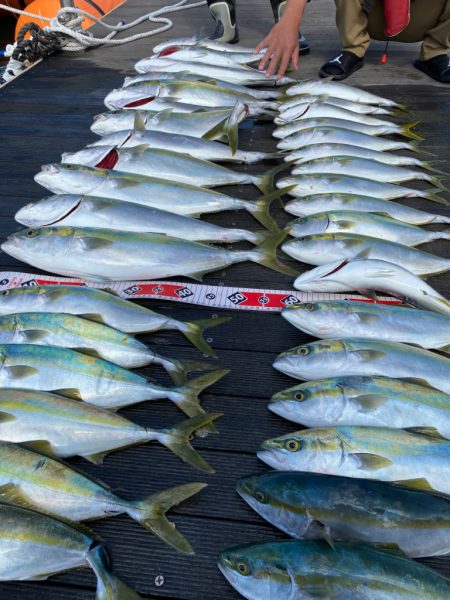 ジギング　ノマセ　メジロ