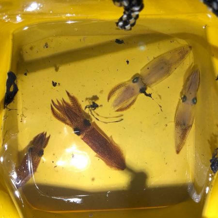 今年初のテクビイカ