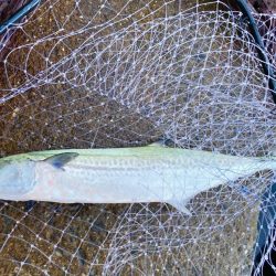 マキマキのテロテロ巻きでサゴシ!