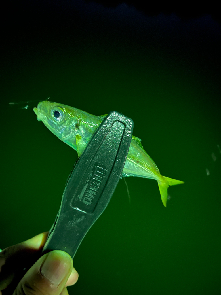 一苦労アジング