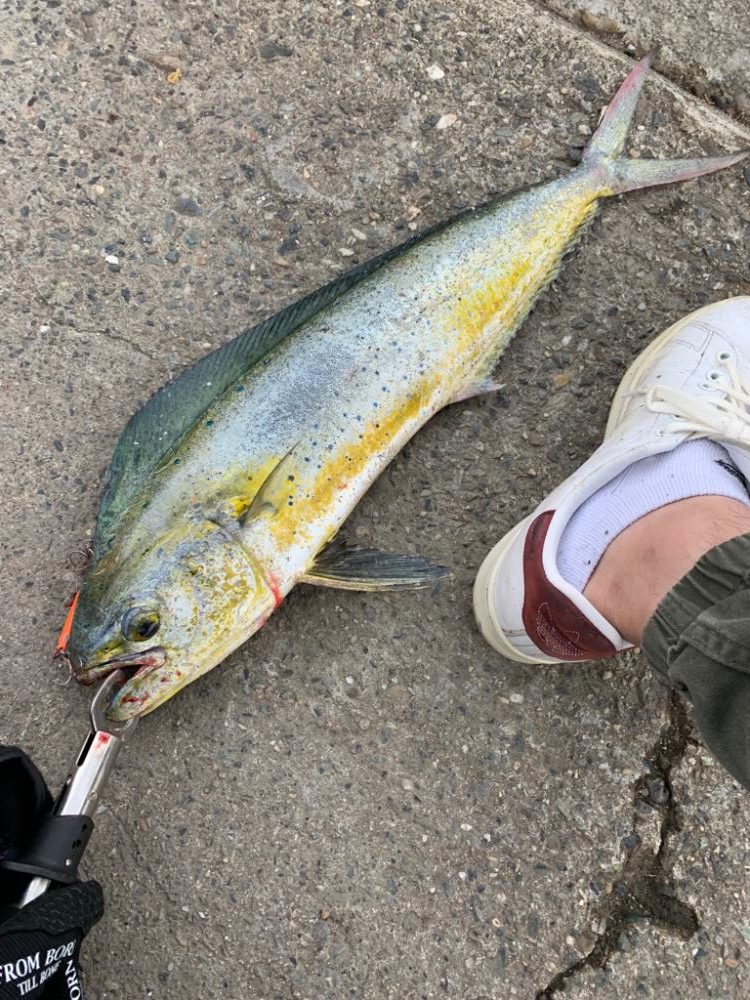 午後からちょい投げ