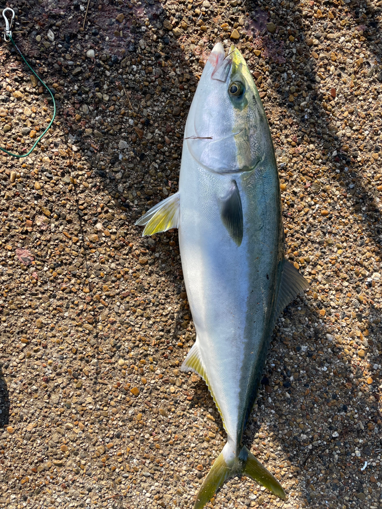 久しぶりの青物