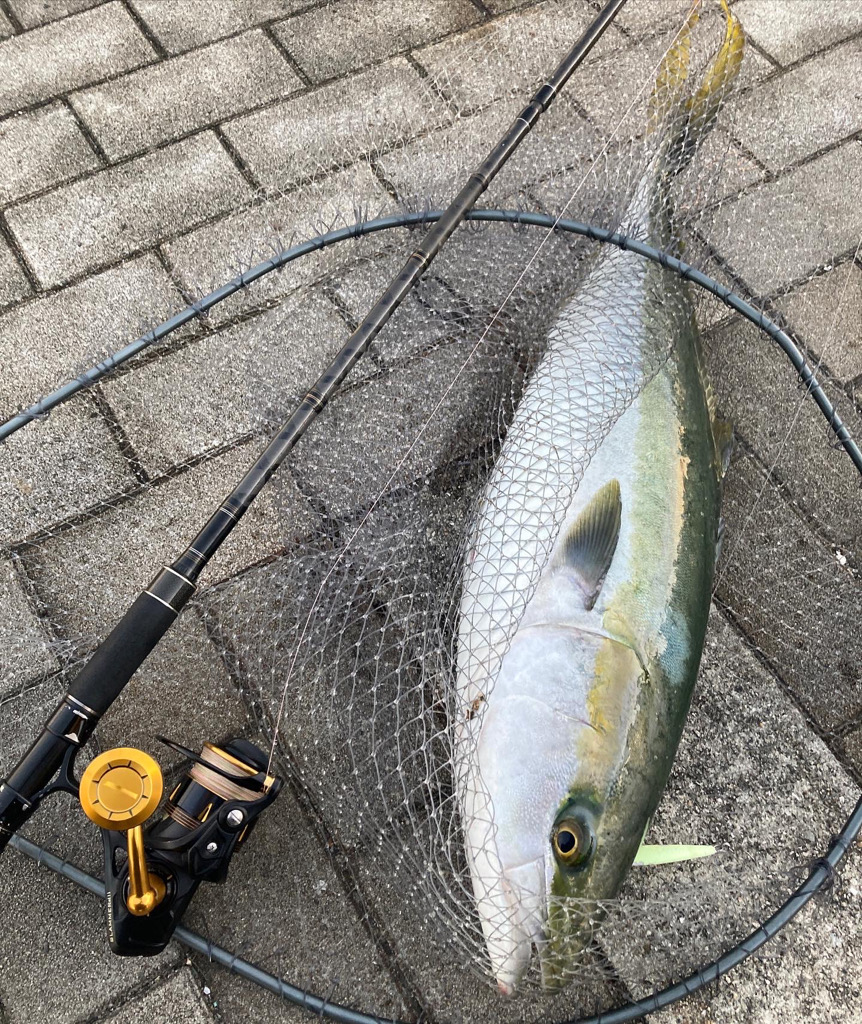潮緩み水潮ながら。ギリ鰤80cm4290g。。