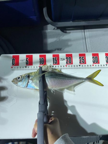 ティップランバチコンリレー⛴♬