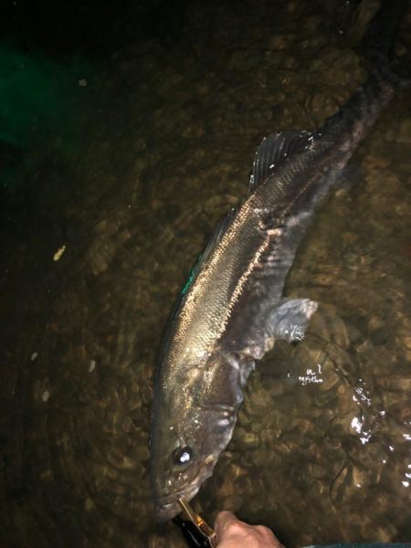 水温下がってきた？