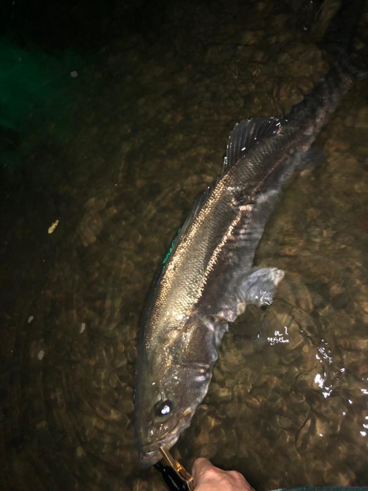 水温下がってきた？