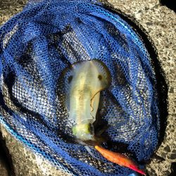 エギング朝活！