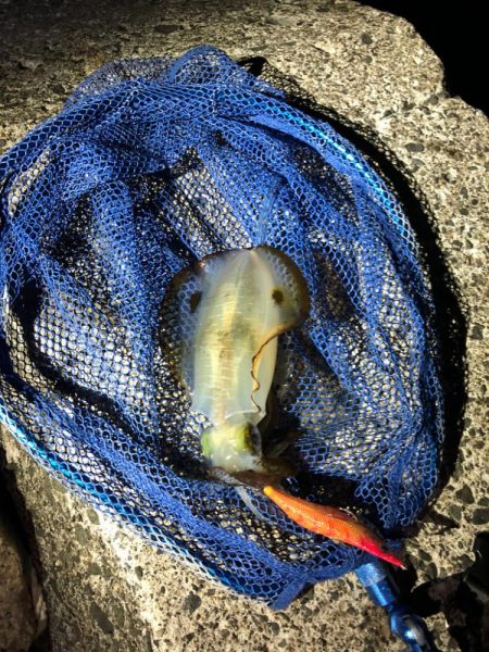 エギング朝活！