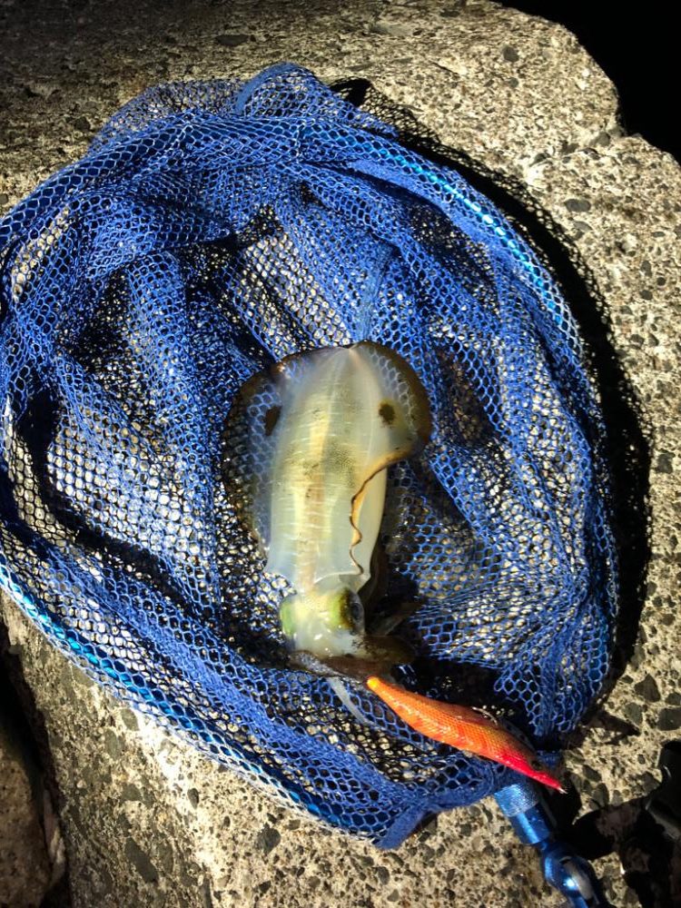 エギング朝活！