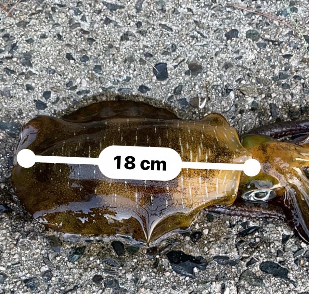 やっといいサイズ🦑