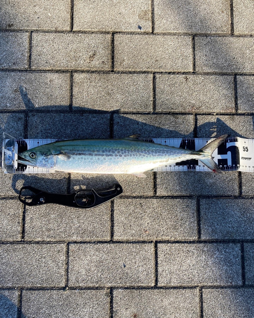 湾奥青物廻戦。サゴシ&ハマチ。。