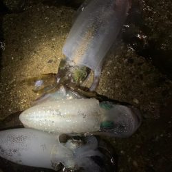 いいサイズ釣れました。