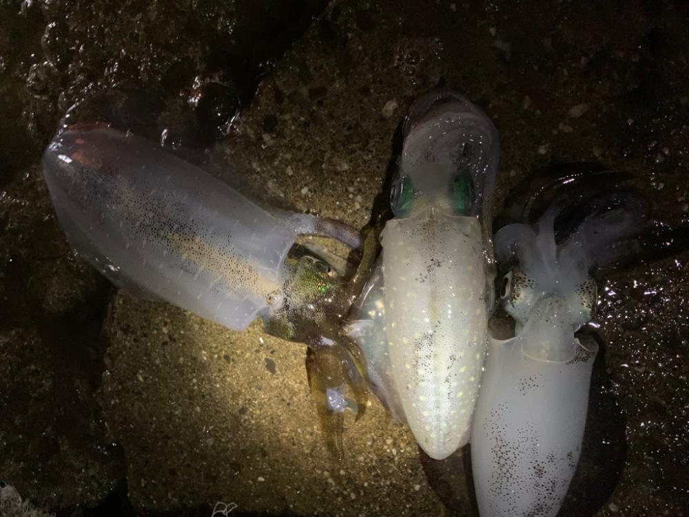 いいサイズ釣れました。