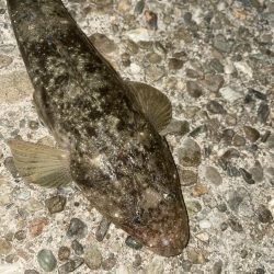 アジング釣行！