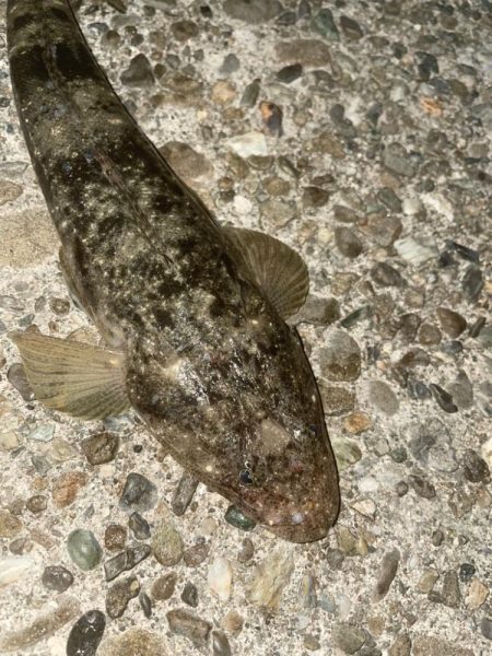 アジング釣行！