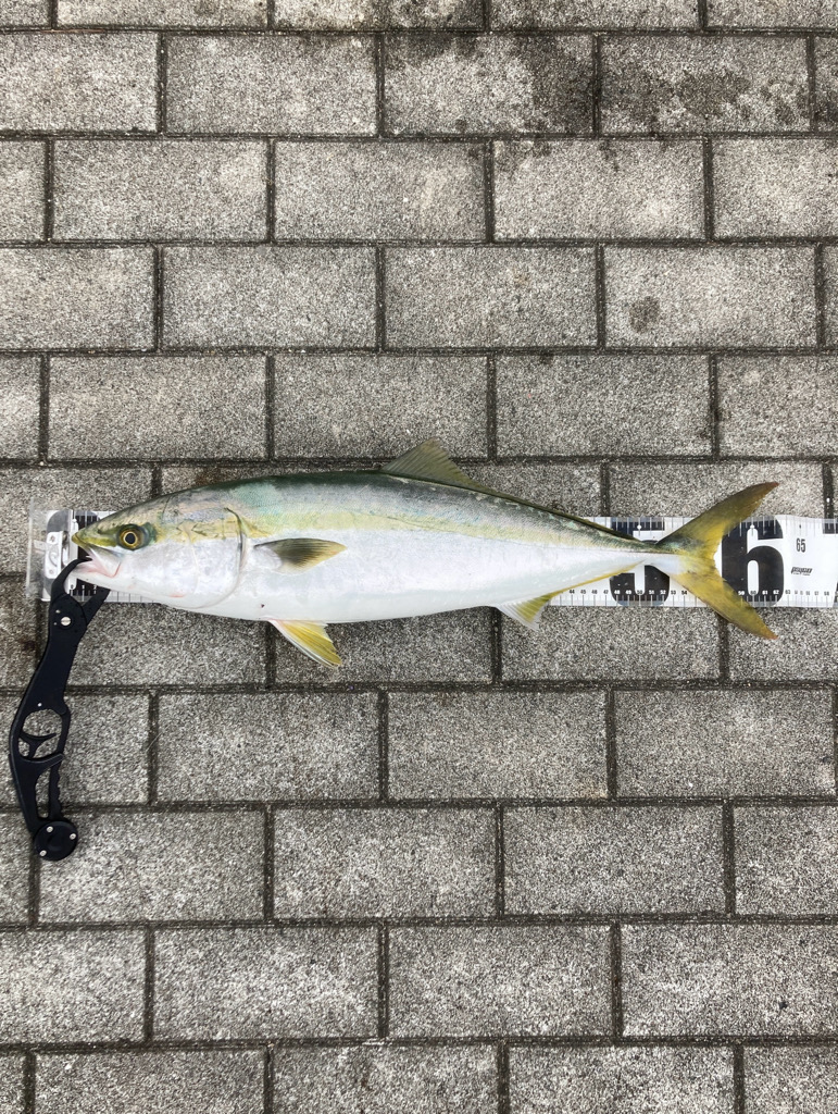 湾奥コスモ。ギリメジロ2本。。