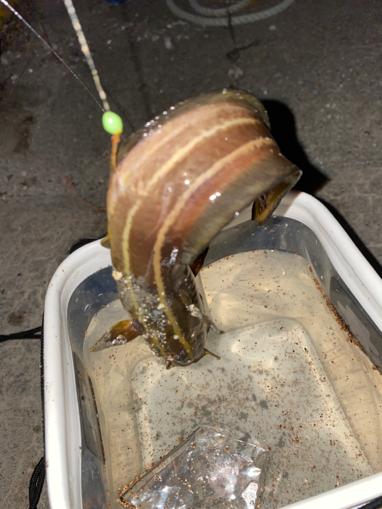 初めてのハナダイ