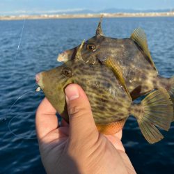 上向き泉州タチウオ