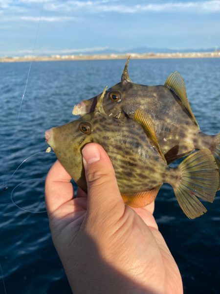 上向き泉州タチウオ