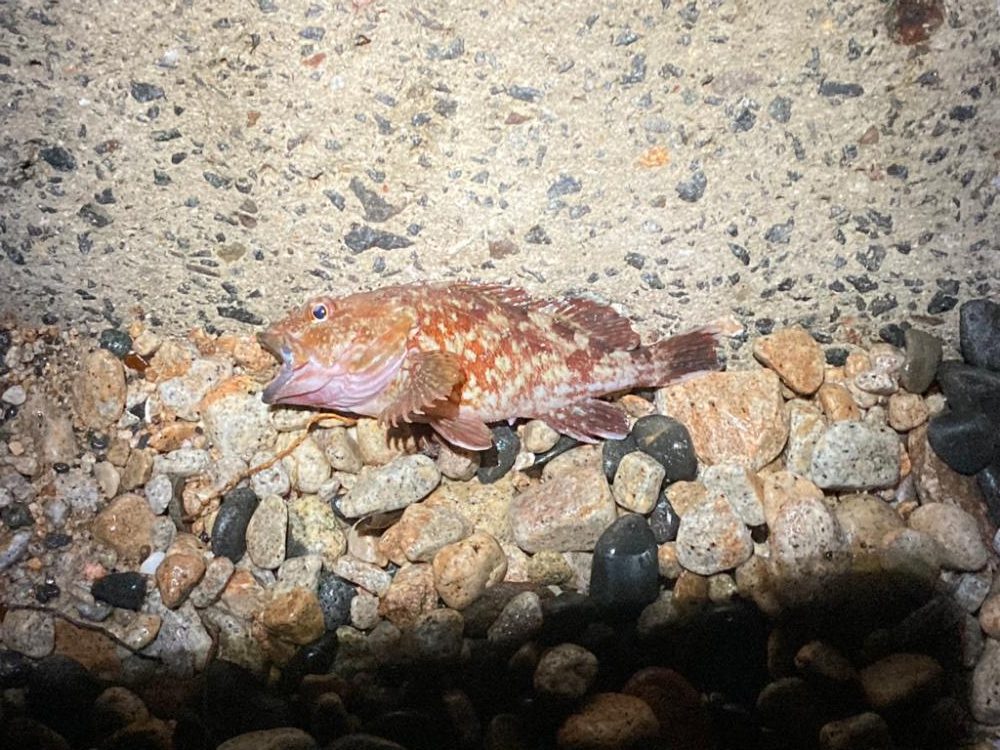 エギング開幕戦