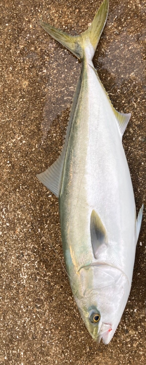 第8回雰囲気あります。