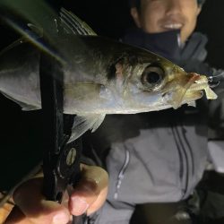 平戸バチコンアジング