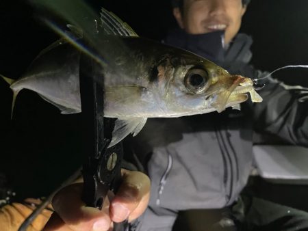 平戸バチコンアジング