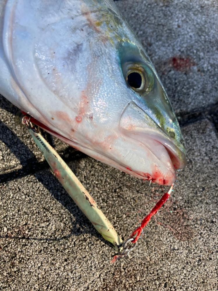 激混み湾奥コスモ。ハマチ42cm。。