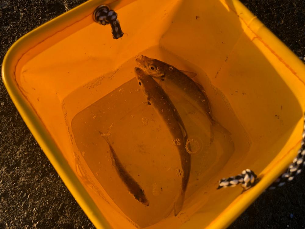 久しぶりの朝マズメ