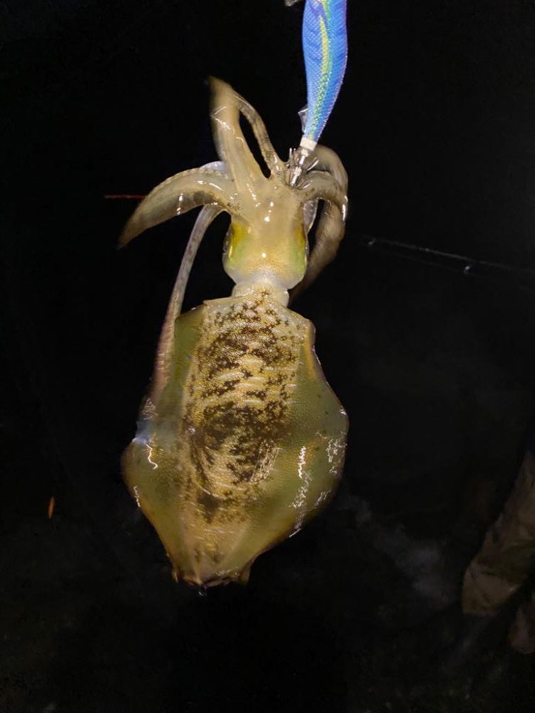 意外と成長してる?アオリイカ