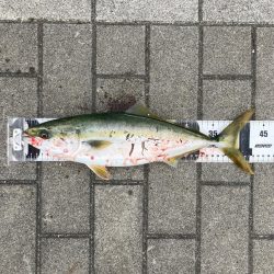 激混み水潮ん中。ギリハマチ43cm。。