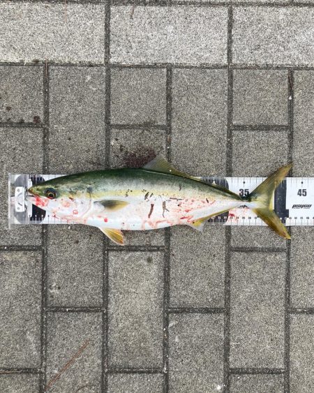 激混み水潮ん中。ギリハマチ43cm。。