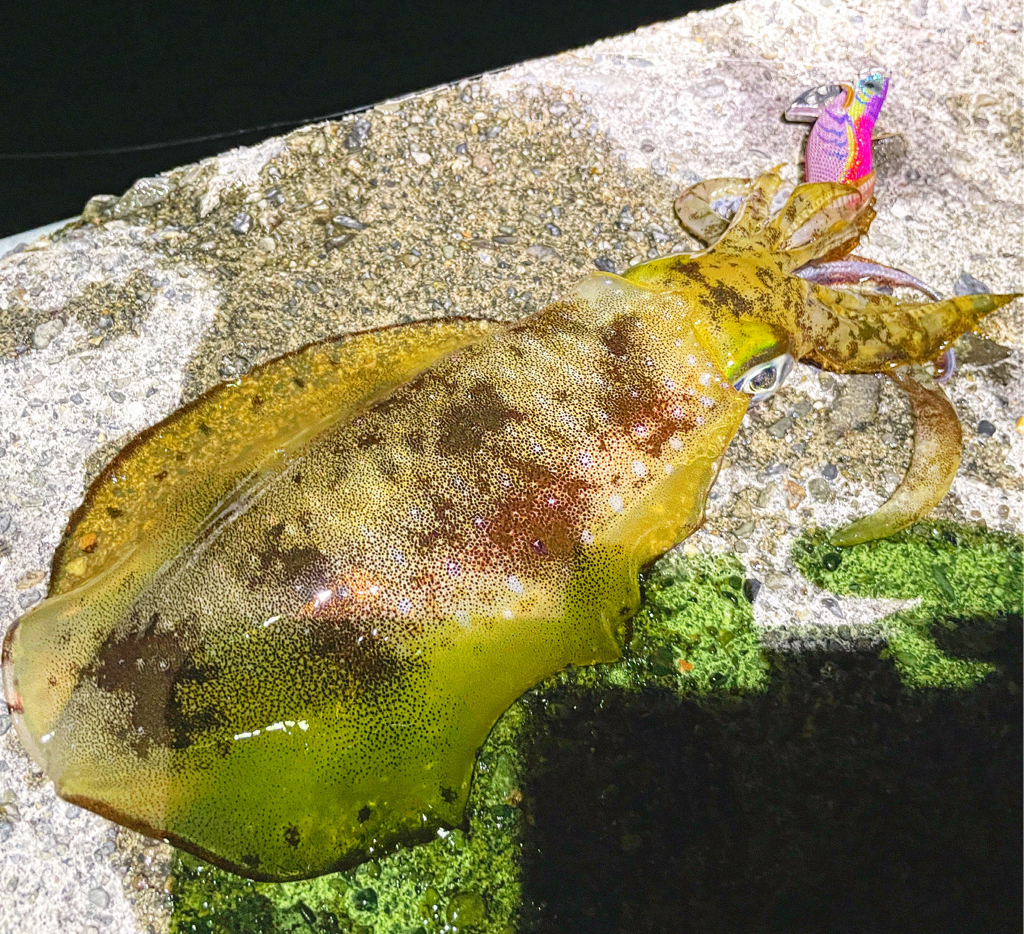 【熊本県天草エリアエギング】