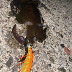 続・天草秋のイカ祭り