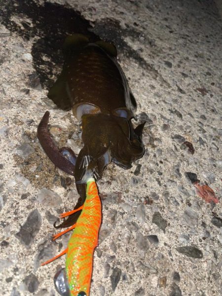 続・天草秋のイカ祭り