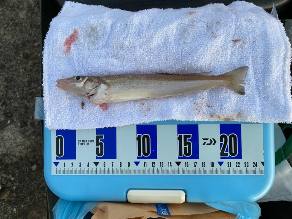 落ちギス、カレイ釣り