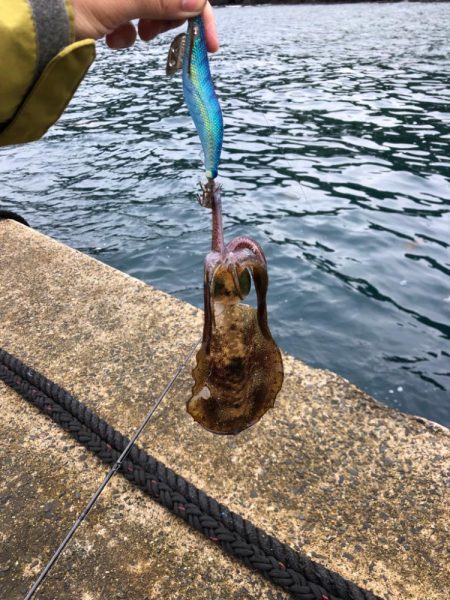 【伊根エリア】デイエギング