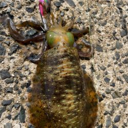 ディはシブ過ぎ〜