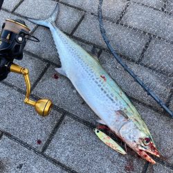 鰤族置き去りに。光速ジャーク青牙2本。。