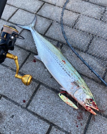 鰤族置き去りに。光速ジャーク青牙2本。。