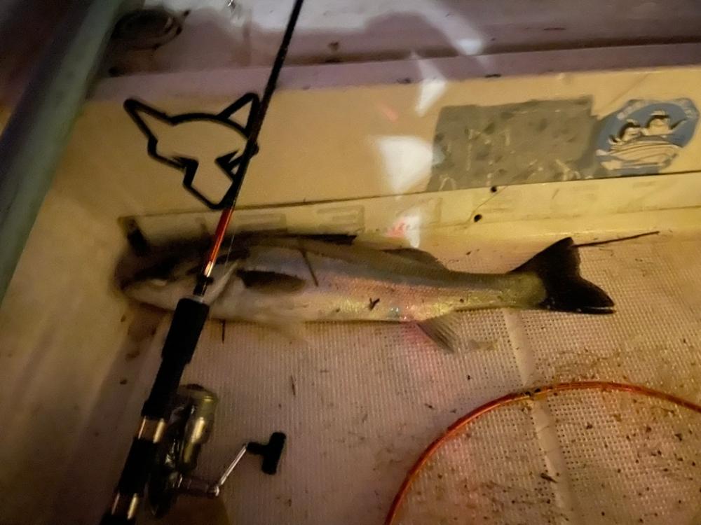 ボートシーバス